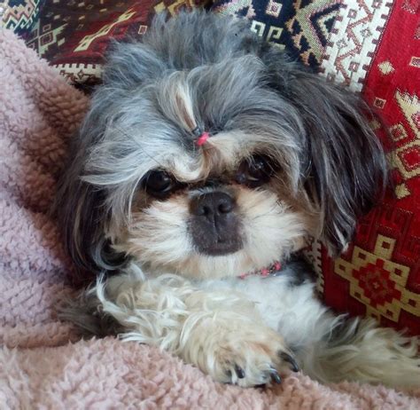 My Beautiful Shih Tzu Girl Cali Shih Tzu Animals Beautiful Dog Love