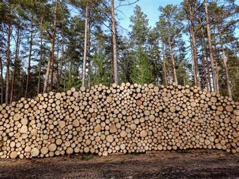 Big Pile Of Freshly Cut Logs In A Forest Massive Deforestation Stock