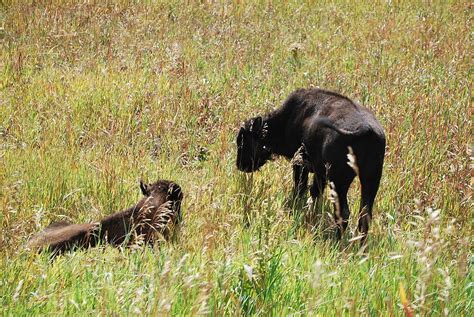 Buffalo Calves Photograph By Tiffany Trunnell Fine Art America