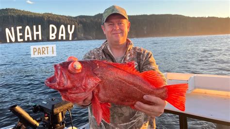 Neah Bay Deep Sea Fishing Halibut Pacific Cod Lingcod Sea Bass