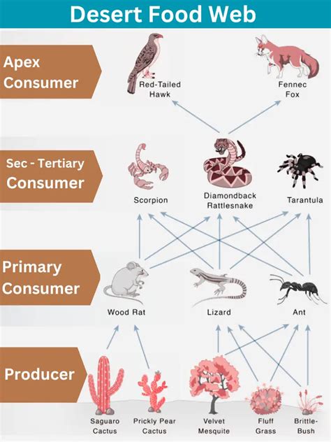 Desert Food Chain and Food Web » BIOLOGY TEACH