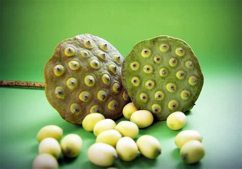 lotus flower plant seeds  laura stanley blog