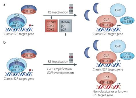 Emerging Roles Of E Fs In Cancer An Exit From Cell Cycle Control