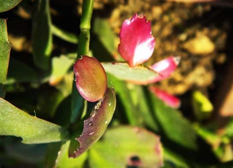 Como Fazer Muda De Flor De Maio Aprenda Aqui Petz