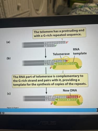 12 Genetics Flashcards Quizlet