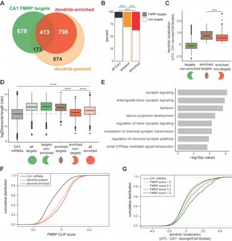 Ca1 Fmrp Targets Are Over Represented In The Dendritic Transcriptome Download Scientific