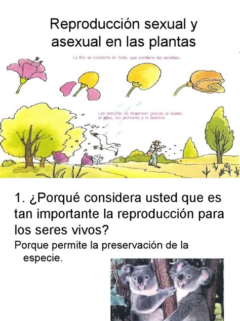 Reproduccio Axesual De Las Plantas Pdf Reproducción Espora