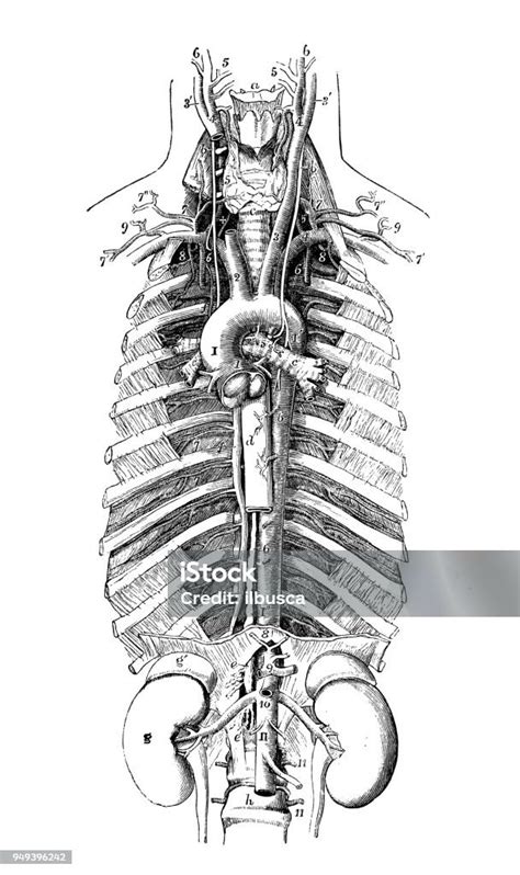 Antike Darstellung Der Anatomie Des Menschlichen Körpers Aorta Stock