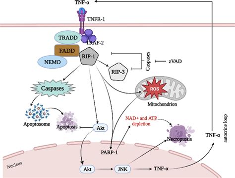 Schematic diagram of necrotic apoptosis in SCI. TNF-α binds to the ...