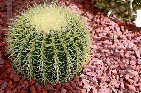 File Golden Barrel Cactus Echinocactus Grusonii