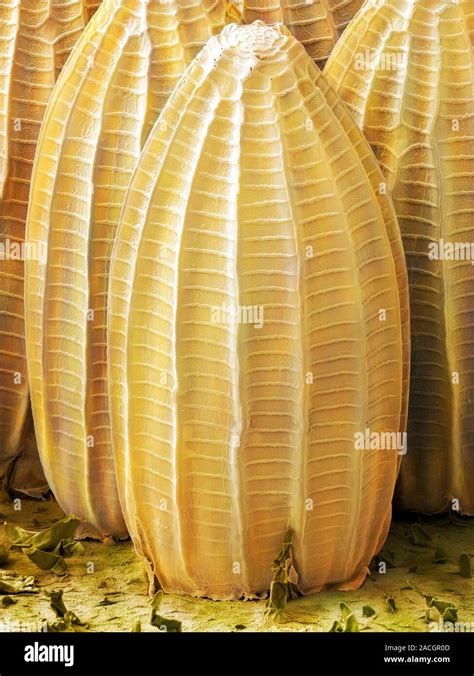 Cabbage White Butterfly Eggs Coloured Scanning Electron Micrograph