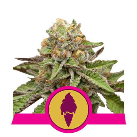 Buy Green Gelato Feminized Seeds By Royal Queen Seeds In America