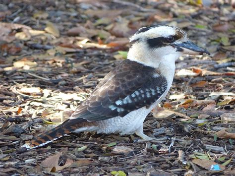 Kookaburra Australian Native Bird - Free photo on Pixabay