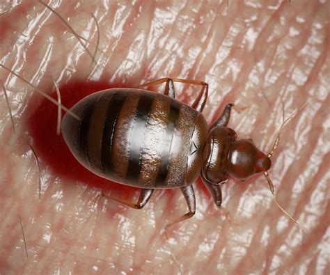 What Do Bed Bugs Look Like Oklahoma Bed Bug Pro