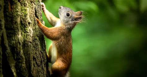 How Do Squirrels Climb Trees Critter Stop