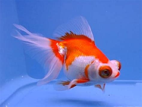 Goldfish Care Types Pictures Diseases And Treatment Telescope