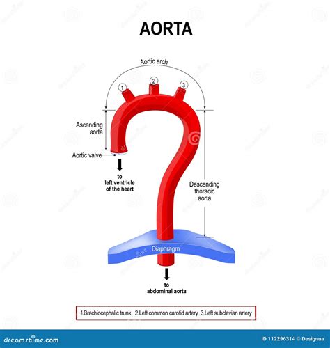 Schematic View Of The Aorta Segments Stock Vector Illustration Of