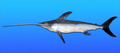 Are Swordfish Endangered? How The Population Has Evolved