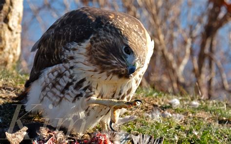 Red Tailed Hawk Eating Prey Gloucester Massachusetts 15 Copyright Kim