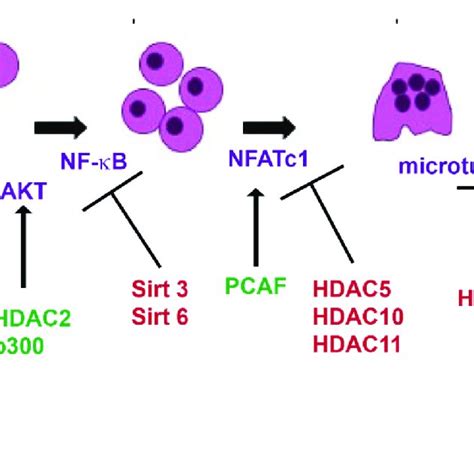 Histone Deacetylases HDACs And Histone Acetyltransferases HATs