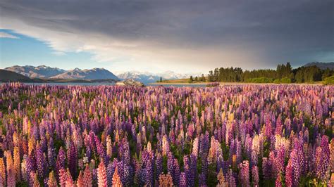 Bing Hd Wallpaper Nov Vielbl Ttrige Lupinen Am Lake Tekapo