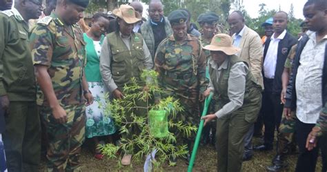 President Ruto Leads Historic Tree Planting Holiday Aims For 150