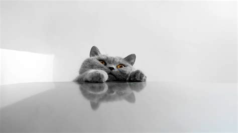 Funny Cat Wallpapers, Pictures, Images