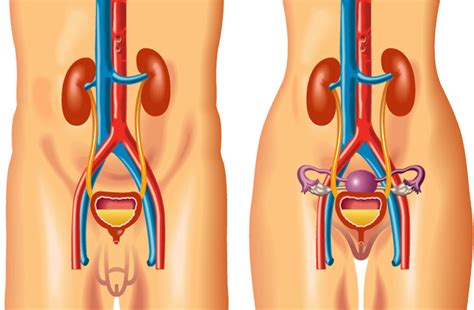 Urixana Le Vie Urinarie Le Vie Urinarie Delluomo E Della Donna