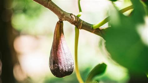 4 árboles frutales que no deberías tener en tu huerto casero o jardín