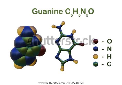 Structural Chemical Formula Molecular Model Guanine Stock Illustration 1952748850 Shutterstock