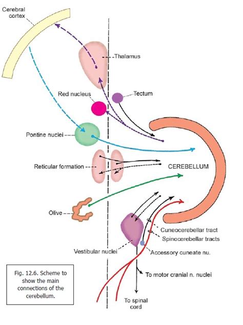 Main Connections Of The Cerebellum Medical Knowledge Medical Anatomy Medicine Notes