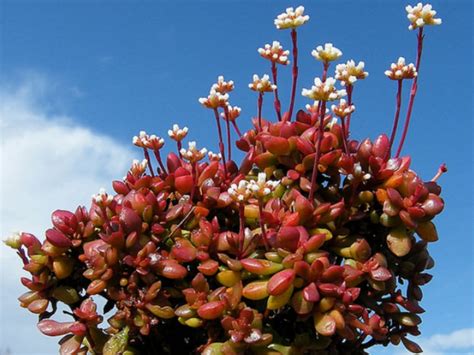 Crassula Red Radicans