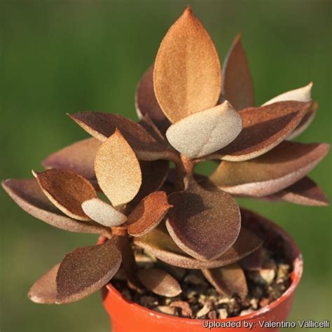 Kalanchoe Orgyalis