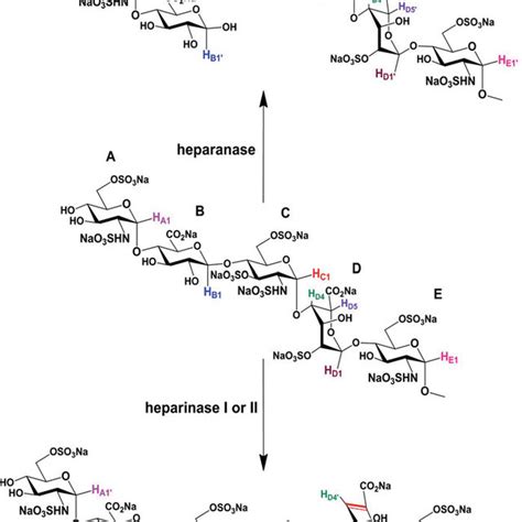 Crystal Structure Of Heparin Hexasaccharide Bound With Basic Fibroblast