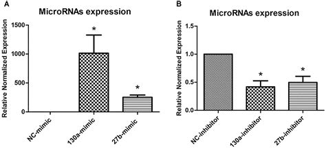 Frontiers MiR 130a And MiR 27b Enhance Osteogenesis In Human Bone