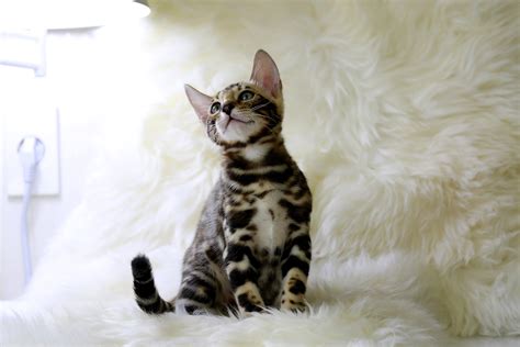 All About The Bengal Cat Breed And Its Beauty | CatBuzz