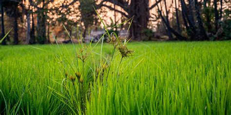 Nutsedge Vs Quackgrass How To Identify Gfl Outdoors