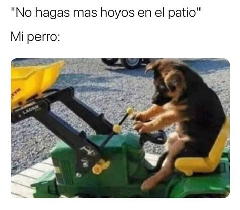 No Hagas Mas Hoyos En El Patio Mi Perro Memes