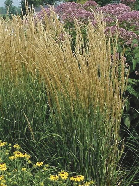 Calamagrostis X Acutiflora Karl Foerster Feather Reed Grass Perennial Farm Marketplace