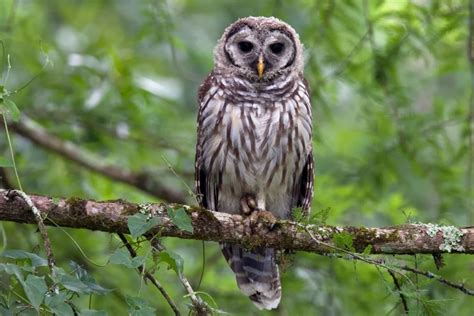 Owls In Wisconsin Species Identification Facts Pictures