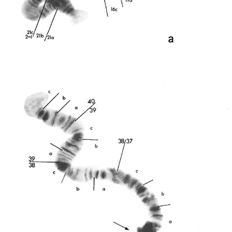 Polytene Chromosome Maps For Chromosomes 1 To 4 Of The Eight Chromosome