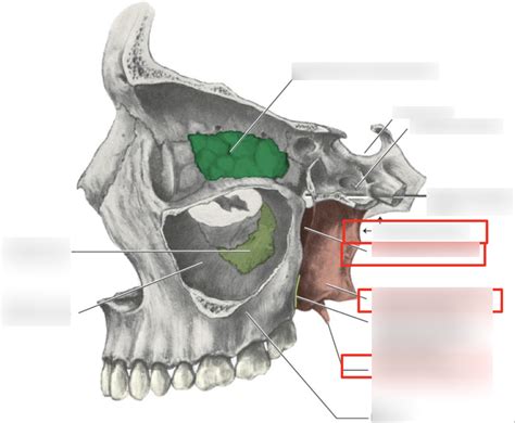 Sphenoid Bone Lateral View Diagram | Quizlet