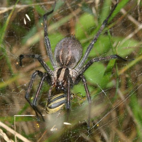 Female Grass Spider Agelenopsis Naevia Bugguidenet