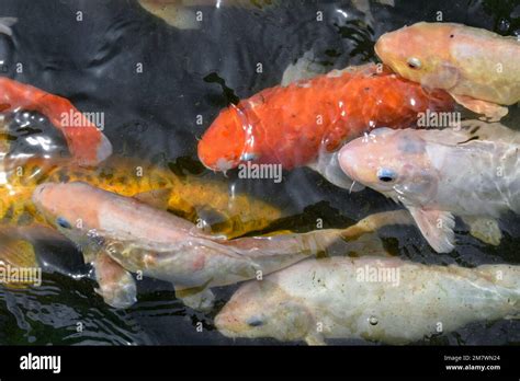 Beautiful Koi Fish Swimming In The Pond Colorful Koi Fish Stock Photo