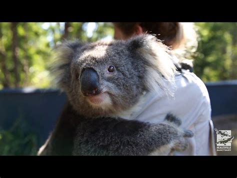 Koala Bear Hug Human