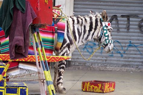 Mexico Donkey Zebra | Hot Sex Picture