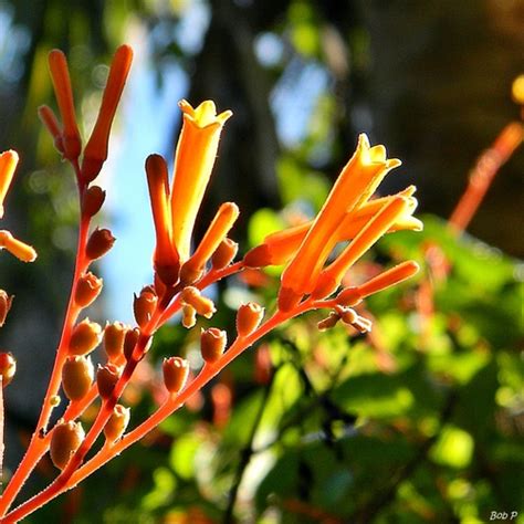 Coralillo Plantas Comunes En Medellín · Naturalista Colombia