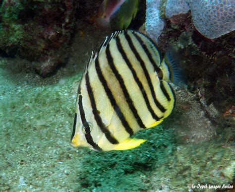 Chaetodon Octofasciatus Anilao Philippines