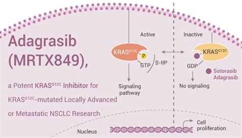 Adagrasib MRTX849 A Potent KRAS G12C Inhibitor For KRAS G12C Mutated