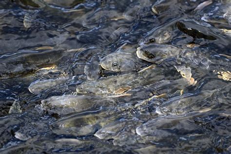 Rare Carp Stocks Growing In China S Largest Inland Saltwater Lake Xinhua